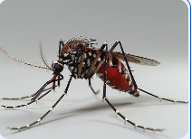 ডেঙ্গু জ্বর- dengue fever